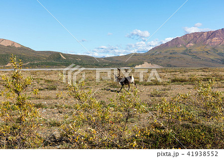 Barren Ground Caribou Bull Barren Ground Caribou Bull 41938552