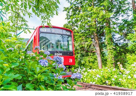 箱根登山鉄道とあじさいの風景 箱根登山鉄道とあじさいの風景 41938917