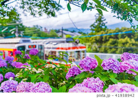 箱根登山鉄道とあじさいの風景の写真素材 41938942 Pixta