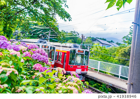 箱根登山鉄道とあじさいの風景 41938946