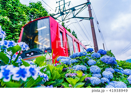 箱根登山鉄道とあじさいの風景 41938949