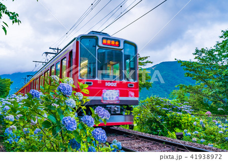 箱根登山鉄道とあじさいの風景 41938972
