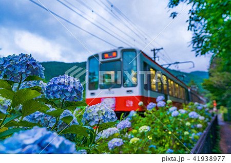 箱根登山鉄道とあじさいの風景 箱根登山鉄道とあじさいの風景 41938977