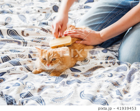 woman combs a dozing ginger cat fur fluffy petの写真素材 41939453 pixta