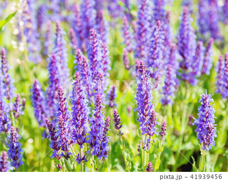 blooming Woodland Sage 41939456