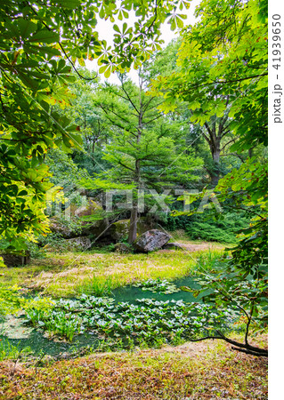 A green pond with lilies in the middle of a park w 41939650