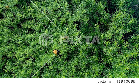 Conifer of fresh green 41940699