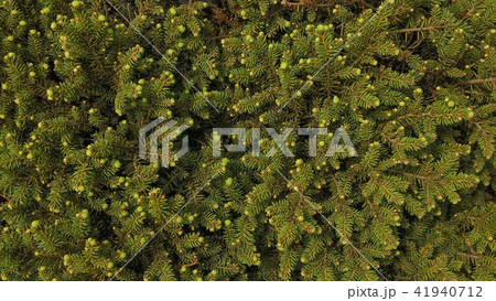 Conifer of fresh green 41940712