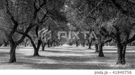 Olive trees plantation 41940756