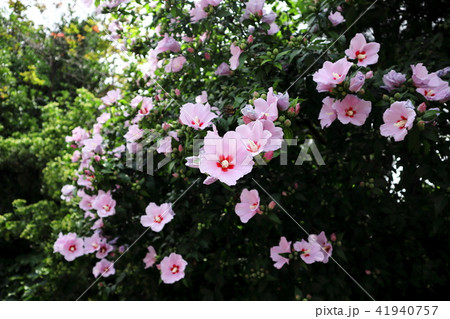 ムクゲ 花 菊 41940757