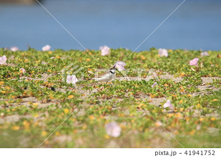 海辺の花が咲いている砂浜を歩いているコチドリ 41941752