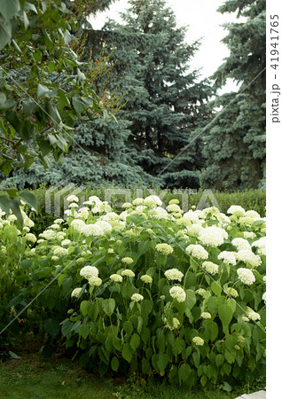 Hydrangeas in the wild. In the Park.Flowering Hydrangeas in the wild. In the Park.Flowering 41941765