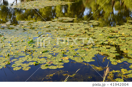 Yellow water lilies on lake. 41942004
