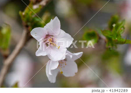 Fuji cherry, Prunus incisa Fuji cherry, Prunus incisa 41942289