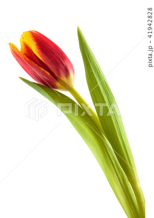 Bright spring bouquet. 41942828