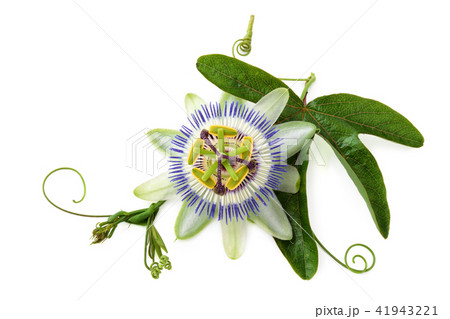 Passion flower on white. 41943221
