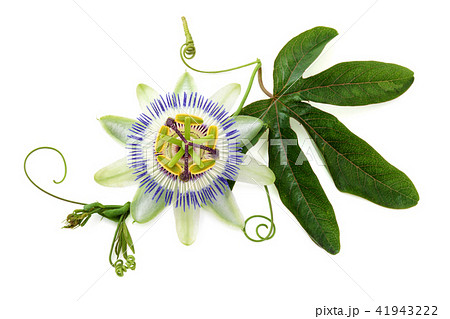 Passion flower on white. 41943222