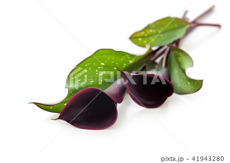 Dark purple calla. 41943280