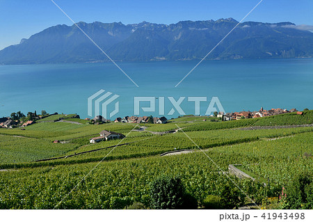 ラヴォーの葡萄畑とレマン湖 41943498