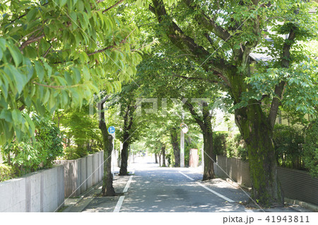 東京・住宅街・イメージ・成城 東京・住宅街・イメージ・成城 41943811