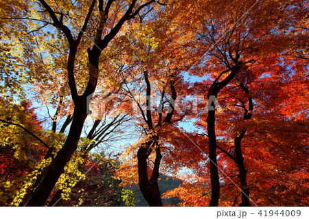 観音山の紅葉 観音山の紅葉 41944009