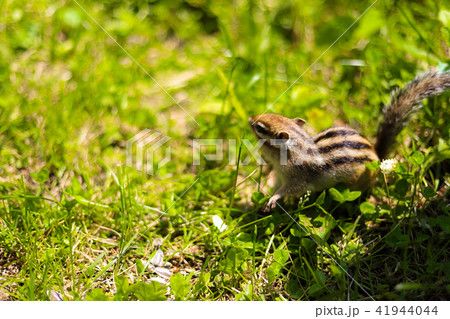 シマリスの冒険 41944044