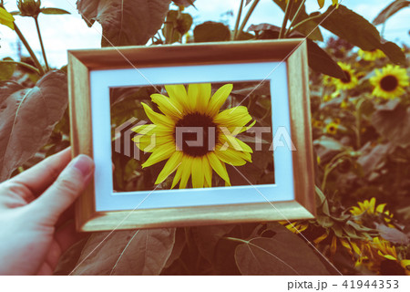 ひまわり 41944353