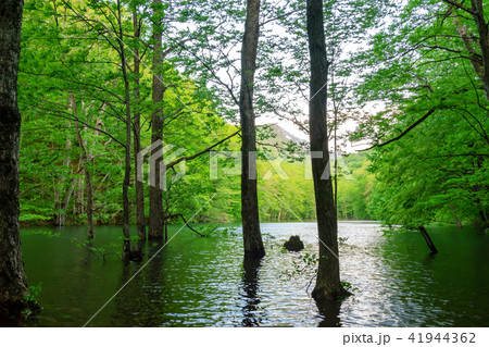 【青森県十和田市長沼】長沼-蔦の森、沼巡りの小道はぶな林の中 41944362