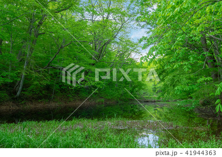 【青森県十和田市-蔦沼巡り】月沼-蔦の森、沼巡りの小道はぶな林の中 41944363