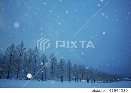 冬のメタセコイア並木 冬のメタセコイア並木 41944589