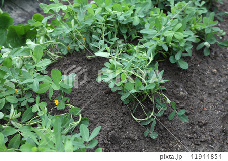 落花生の中起し 41944854