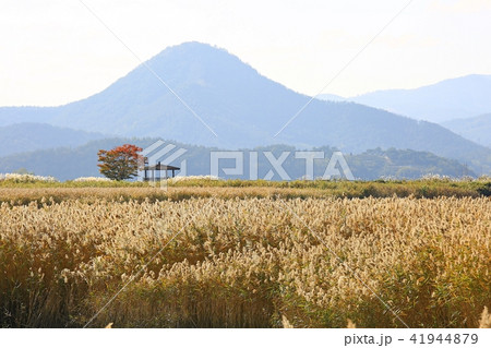 風景 葦 葦原 41944879