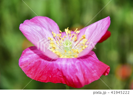 ケシ 花 植物 41945222