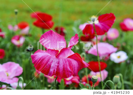 ケシ 花 植物 41945230