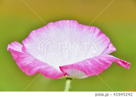 ケシ 花 植物 41945242