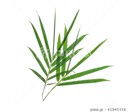 bamboo leaf isolated on white background 41945358