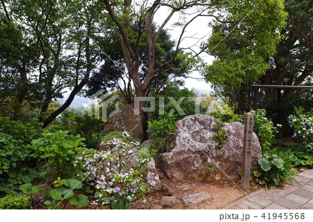 寝姿山 山頂 石割楠（活力の楠） 41945568