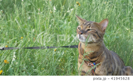 Bengal cat walks in the grass. He shows different emotions. 41945628