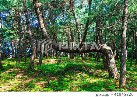 富津弁天公園　高石　【長崎県雲仙市小浜町】 41945826