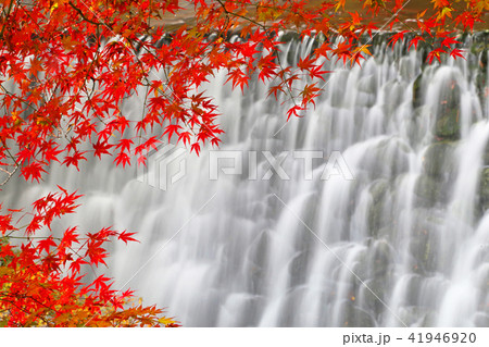愛知県岡崎市くらがり渓谷の紅葉 41946920