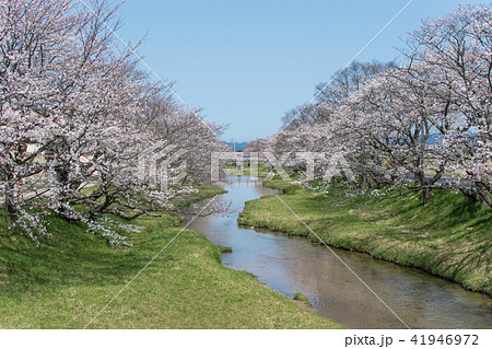 桜まつりの前日 桜まつりの前日 41946972