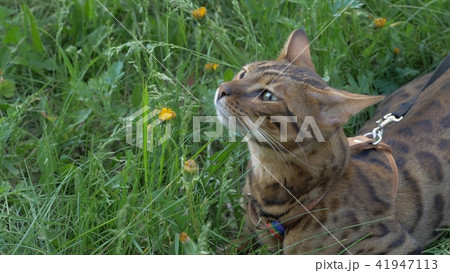Bengal cat walks in the grass. He shows different emotions. Bengal cat walks in the grass. He shows different emotions. 41947113