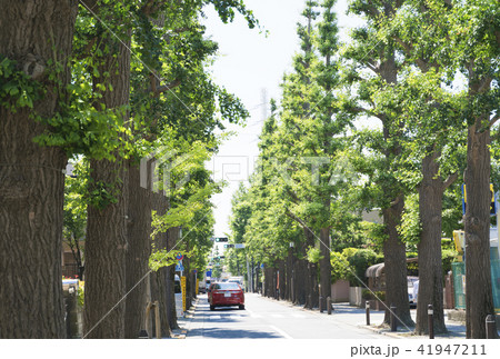 東京・成城学園前・いちょう並木道 東京・成城学園前・いちょう並木道 41947211