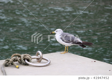 カモメ 港 海 カモメ 港 海 41947452