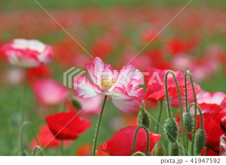 ポピー 41947592