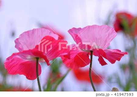 ポピー ポピー 41947593