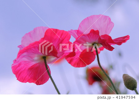 ポピー ポピー 41947594