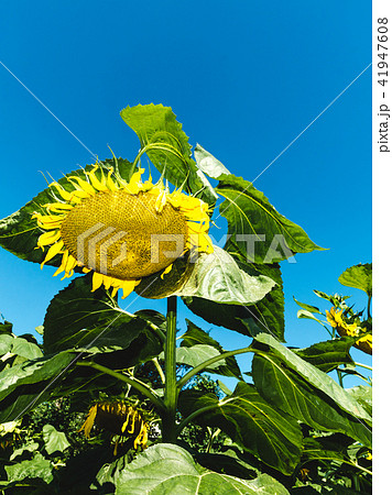 ひまわり 41947608