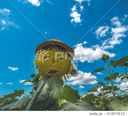 ひまわり ひまわり 41947610