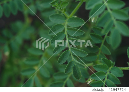 chickpea green field chickpea green field 41947724